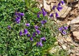 Campanula collina