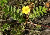 Potentilla anserina