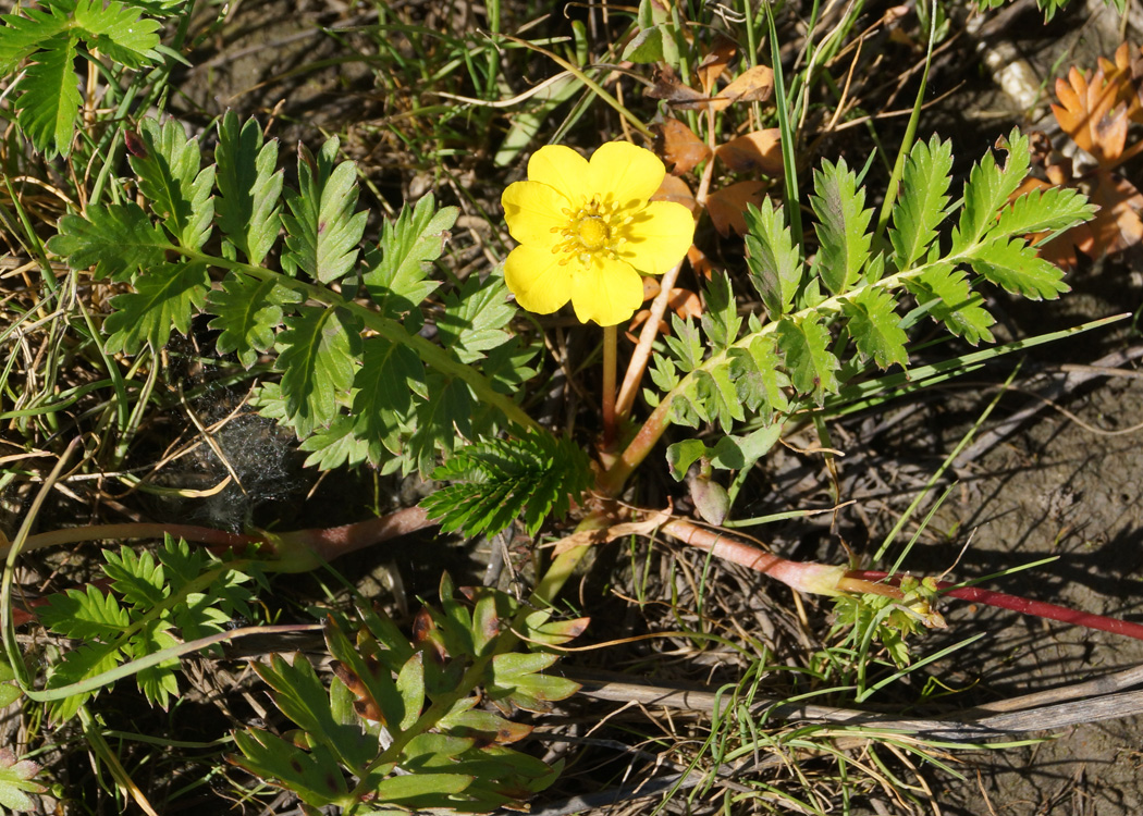 Изображение особи Potentilla anserina.