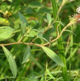 Aster sibiricus