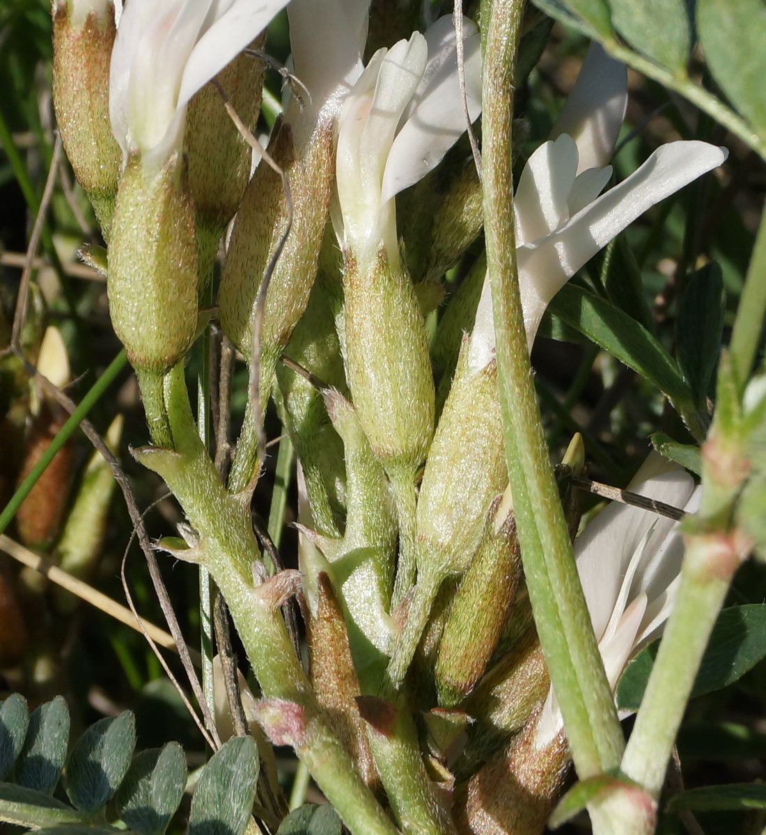 Изображение особи Astragalus megalanthus.