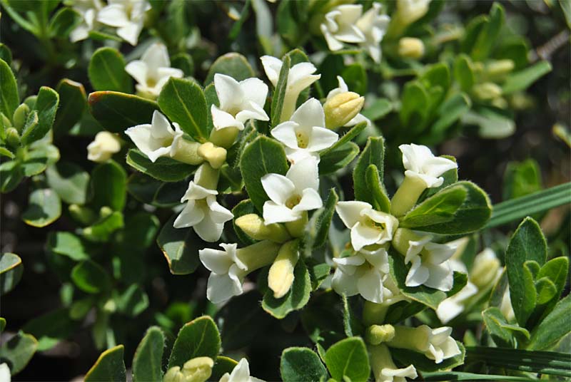 Image of Daphne kurdica specimen.