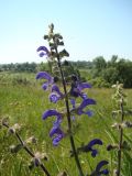 Salvia pratensis. Верхняя часть соцветия. Пензенская обл., Нижнеломовский р-н, с. Вирга, открытый склон южной экспозиции у опушки саженого соснового леса. 4 июня 2014 г.