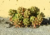 род Sedum. Вегетирующее растение. Испания, Кастилия и Леон, г. Саламанка, рудеральное, в лучах заходящего солнца. Октябрь.