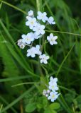 Myosotis imitata