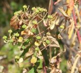 Euphorbia palustris. Верхушка плодоносящего растения. Санкт-Петербург, Лисий Нос, приморское болото с восковником. 12.08.2006.