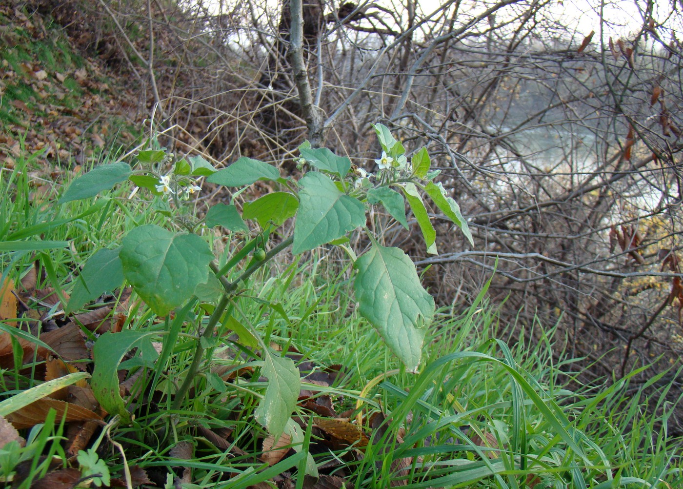 Изображение особи Solanum nigrum.