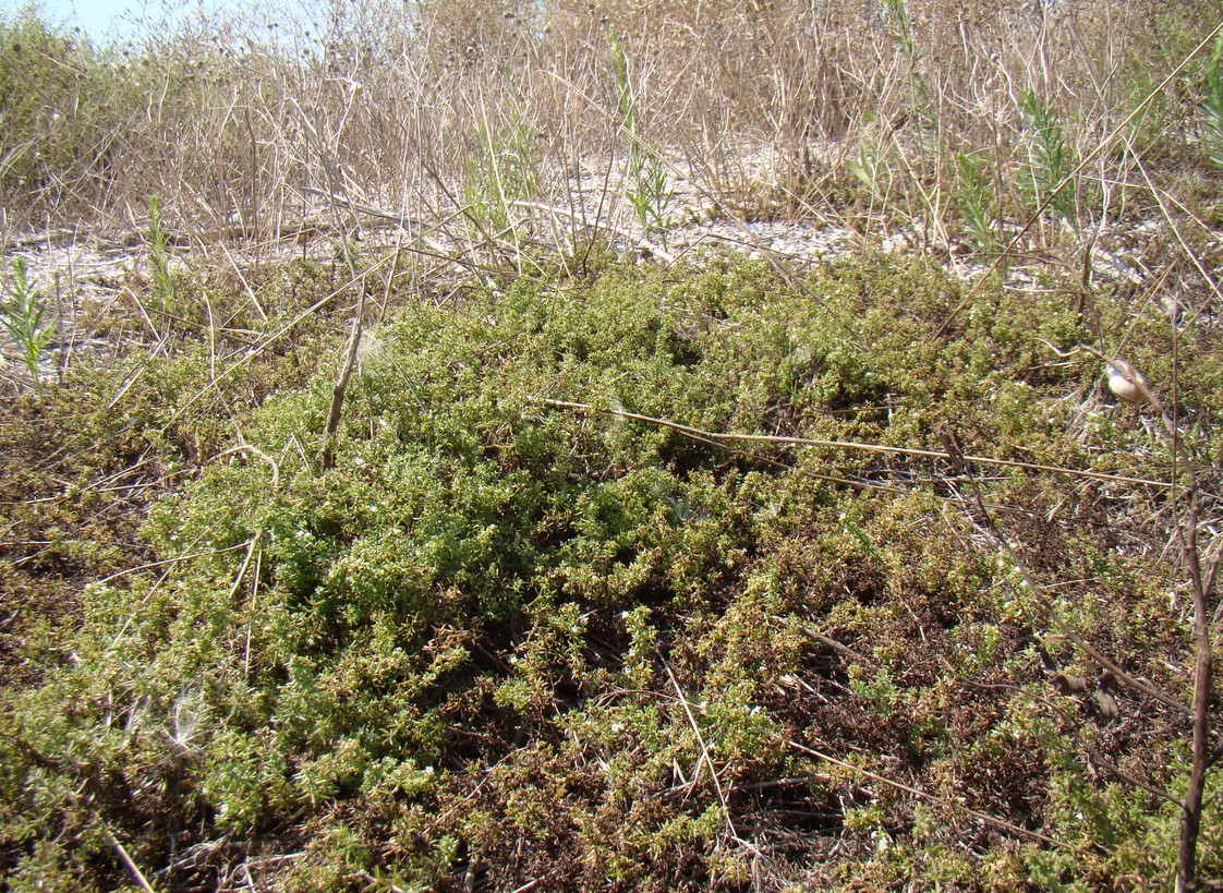 Изображение особи Galium humifusum.