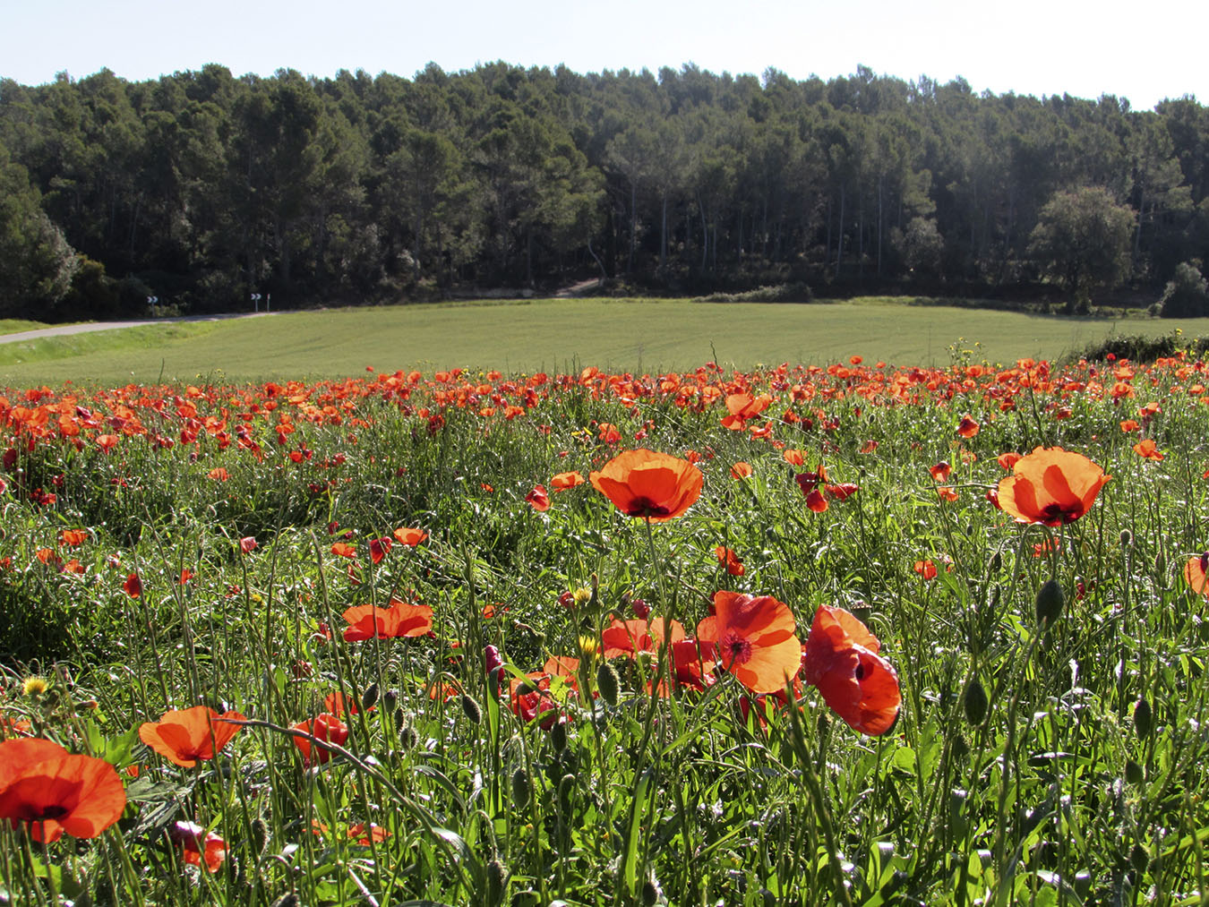 Изображение особи Papaver rhoeas.