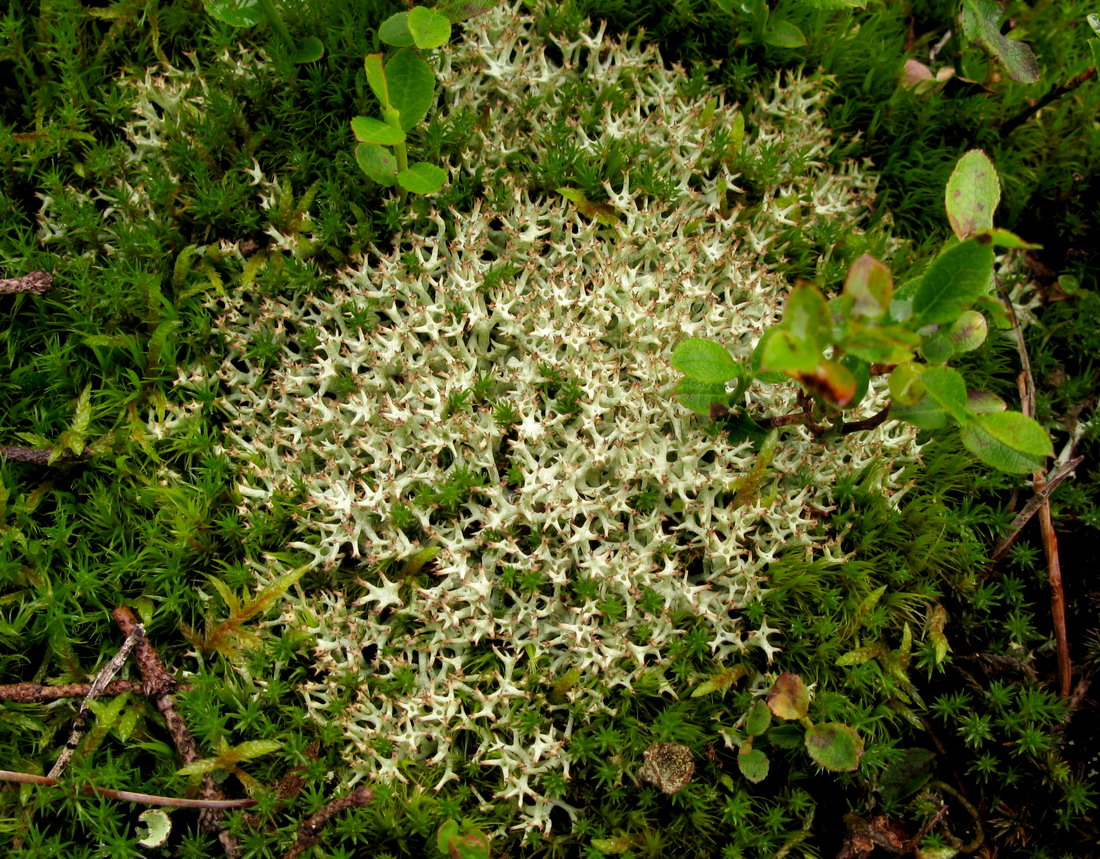 Изображение особи Cladonia uncialis.