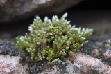 Bryum argenteum