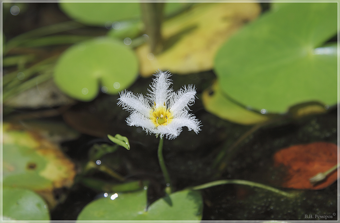 Изображение особи Nymphoides indica.