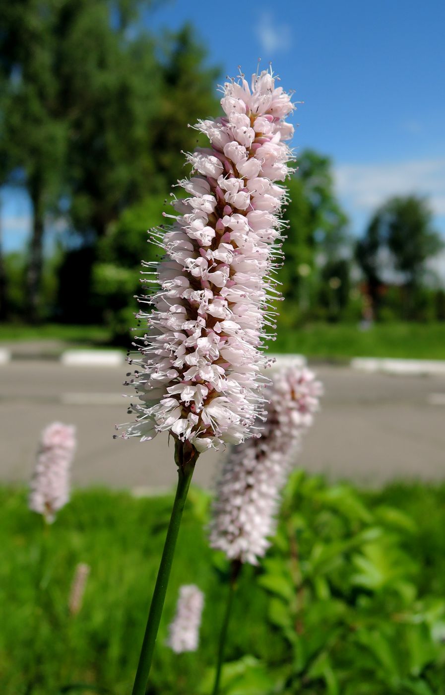 Изображение особи Bistorta officinalis.