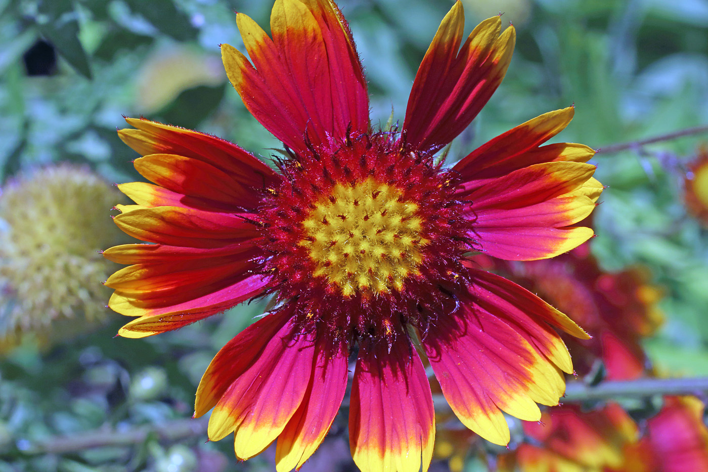 Изображение особи Gaillardia aristata.