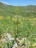 род Verbascum