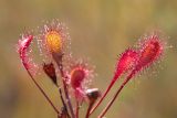 Drosera &times; obovata