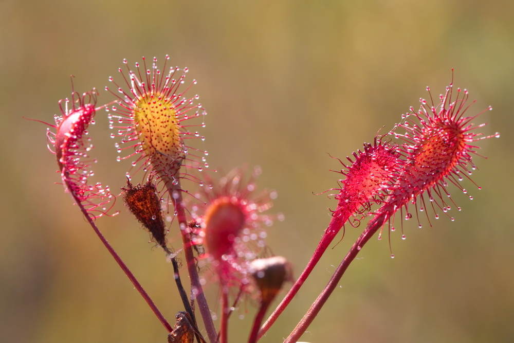 Изображение особи Drosera &times; obovata.