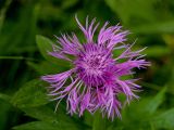 Centaurea pseudophrygia. Соцветие. Северный Урал, Пермский край, окр. дер. Ванькова, правый берег р. Язьва, луг. 19 августа 2017 г.