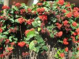 Clerodendrum splendens