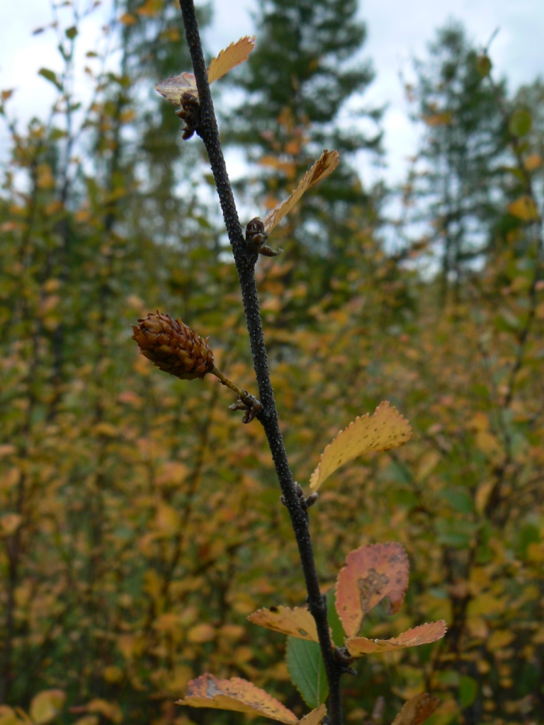 Изображение особи Betula divaricata.