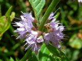 Mentha arvensis