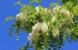 Robinia pseudoacacia. Верхняя часть ветви с соцветиями. Краснодарский край, Черноморское побережье Кавказа, г. Новороссийск, в культуре. 18 мая 2015 г.