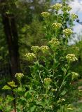 Spiraea trilobata. Верхушки веточек с нераскрывшимися соцветиями. Восточный Казахстан, г. Усть-Каменогорск, Архитектурно-ландшафтный музей-заповедник, в культуре. 21.05.2017.