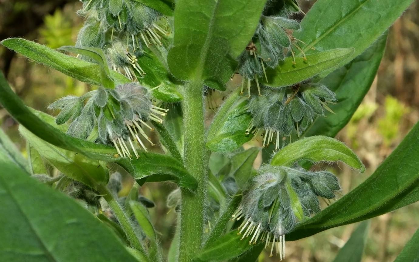 Изображение особи Solenanthus biebersteinii.