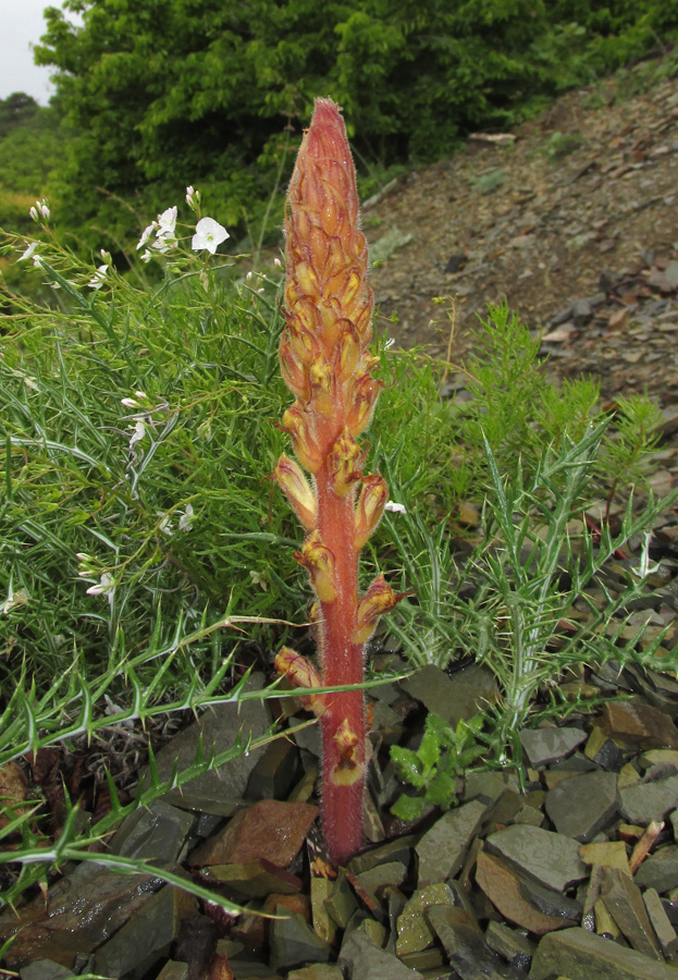 Image of Orobanche laxissima specimen.