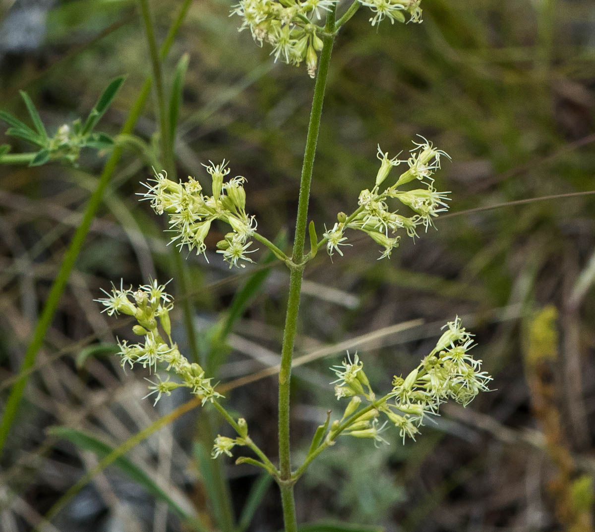 Изображение особи Silene borysthenica.