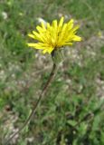 Leontodon biscutellifolius. Соцветие. Крым, Симферополь, Петровские скалы. 15 мая 2010 г.