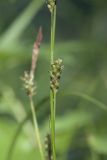 Carex sachalinensis. Фрагмент побега с соплодиями. Сахалинская обл., Томаринский р-н, окр. г. Томари, средняя часть склона сопки, смешанный лес, русло временного водотока. 31.07.2017.