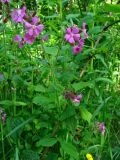 Melandrium dioicum. Верхушка цветущего растения. Нидерланды, провинция Groningen, национальный парк Lauwersmeer, заросли кустарников. 3 июня 2006 г.