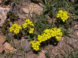 Erysimum gelidum