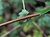 Crataegus monogyna. Часть побега с прилистниками. Ульяновск, Заволжский р-н, смешанный лес. 03.08.2020.