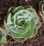 род Echeveria