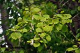 Populus tremula