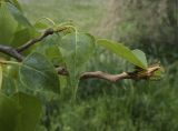 Populus nigra. Верхушка ветви. Испания, автономное сообщество Каталония, провинция Жирона, комарка Баш Эмпорда, муниципалитет Калонже, лужайка на приречной террасе. 18.04.2021.