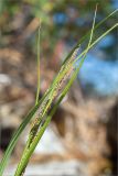 Carex aquatilis. Верхушка плодоносящего растения. Мурманская обл., Кандалакшский р-н, Княжегубское вдхр., валунный берег оз. Нотозеро. 20.07.2020.