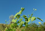 Lathyrus aphaca