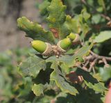 Quercus pubescens. Спеющие плоды. Республика Крым, Алуштинский р-н, село Малореченское, береговой склон у моря. 31.08.2021.