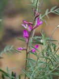 Astragalus barbidens. Соцветие и листья. Дагестан, Кумторкалинский р-н, бархан Сарыкум, частично закреплённые пески на склоне. 30.04.2022.