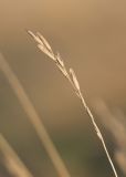 Brachypodium rupestre. Верхушка побега с соплодием с частично опавшими плодами. Краснодарский край, м/о г. Новороссийск, гора Лысая-Неберджаевская, разнотравно злаковый луг на вершине. 07.11.2023.