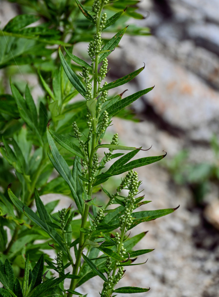 Изображение особи Artemisia montana.