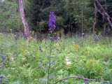 Aconitum flerovii