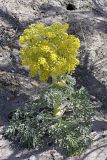 Ferula foetida. Цветущее растение. Узбекистан, Самаркандская область, территория Бухарского спецпитомника (Экоцентр \"Джейран\"). 03.04.2011.