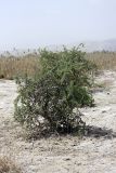 Lycium ruthenicum. Растение на солончаковой почве. Таджикистан, заповедник \"Тигровая балка\", северная часть. 17.04.2011.