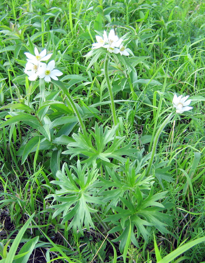 Изображение особи Anemonastrum narcissiflorum.