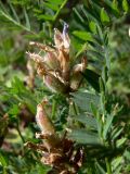 Astragalus danicus. Верхушки плодоносящих растений. Свердловская обл., окр. г. Североуральск, район известнякового карьера, открытое пространство в сосново-еловом лесу, глинисто-щебнистый грунт. 01.07.2011.