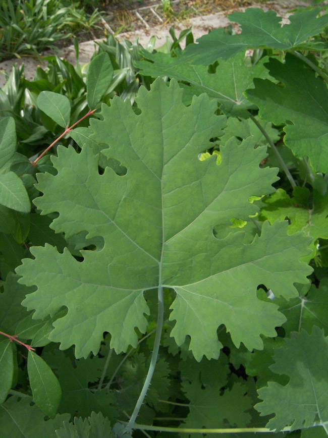 Изображение особи Macleaya microcarpa.